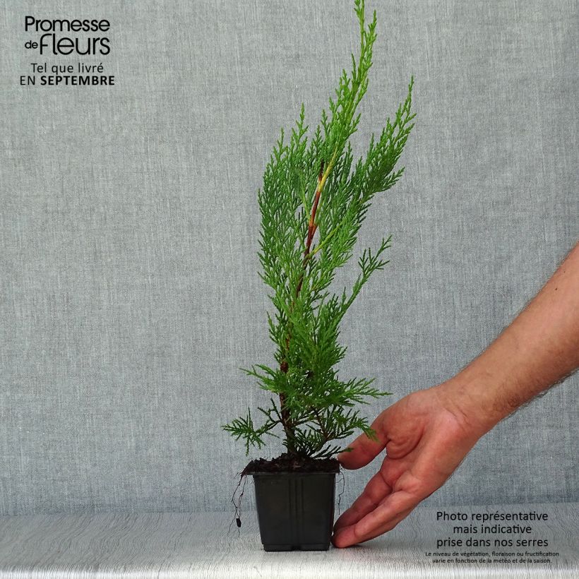 Cupressocyparis leylandii Oger 8/9 cm pot sample as delivered in autumn