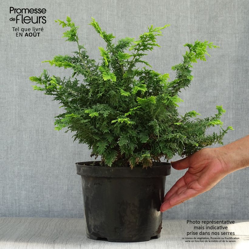 Chamaecyparis obtusa Fernspray Gold - Hinoki Cypress 4L/5L potShipped height around 25+cm sample as delivered in summer