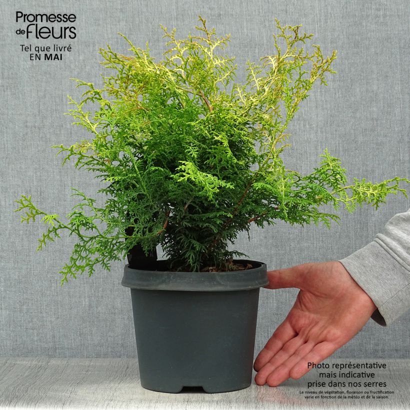 Chamaecyparis obtusa Lucas - Hinoki Cypress sample as delivered in spring