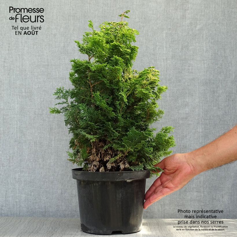 Chamaecyparis obtusa Maureen - Hinoki Cypress 4L/5L potShipped height around 20/25cm sample as delivered in summer