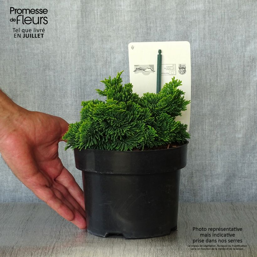 Chamaecyparis obtusa Nana Aurea - Hinoki Cypress 2L/3L potShipped height around 25/35cm sample as delivered in summer