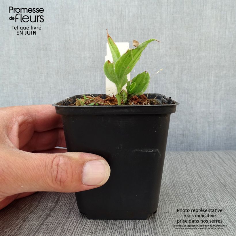 Cypripedium flavum - Sabot de Vénus jaune pâle Godet de 8/9 cm sample as delivered in summer