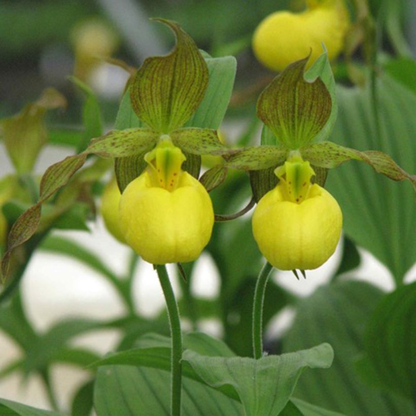 Cypripedium parviflorum var. pubescens  - Lady Slipper Orchid (Flowering)