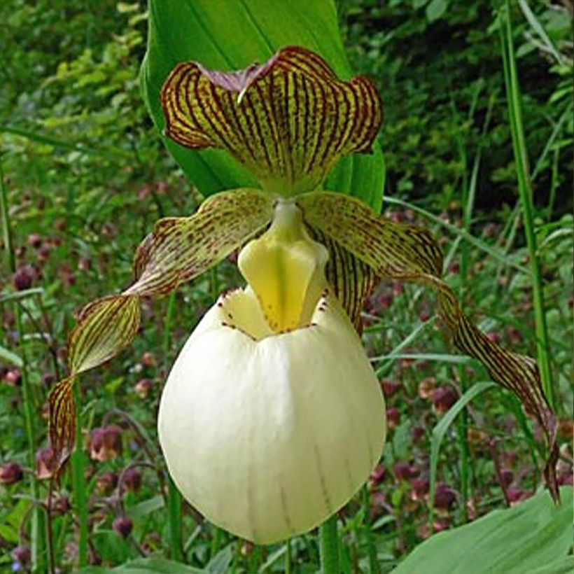 Cypripedium Gabriela - Lady Slipper Orchid (Flowering)