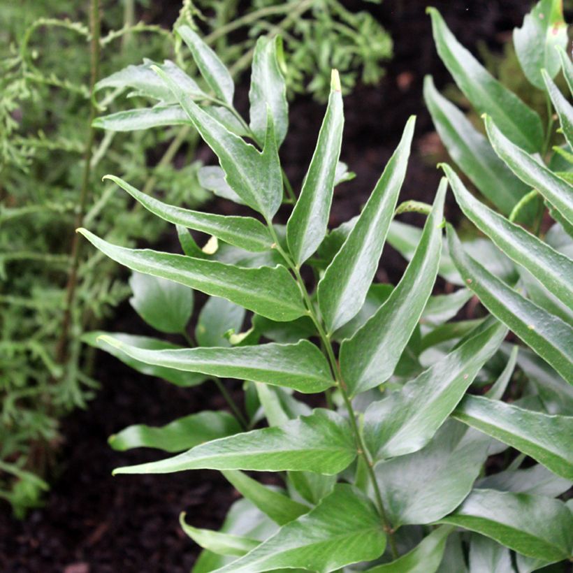 Cyrtomium devexiscapulae (Foliage)