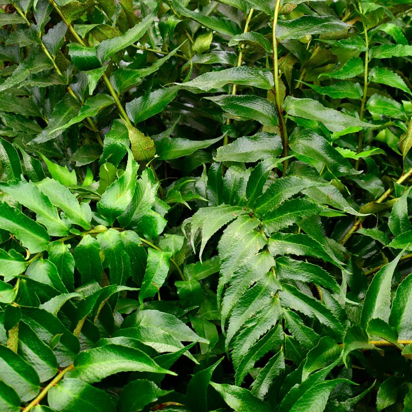 Cyrtomium falcatum (Foliage)