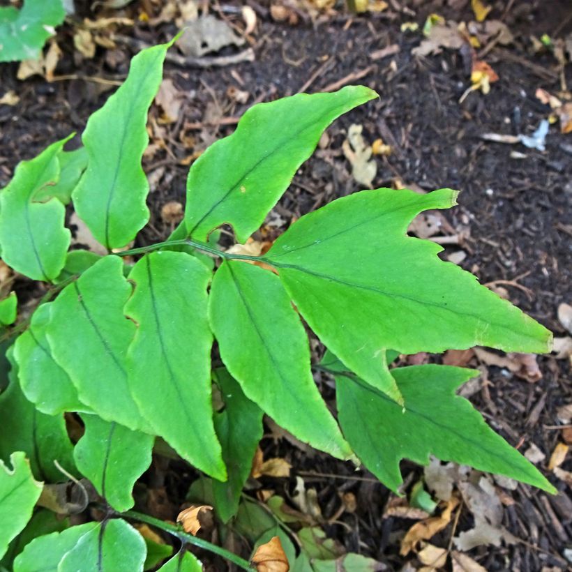 Cyrtomium fortunei - Evergreen fern (Foliage)