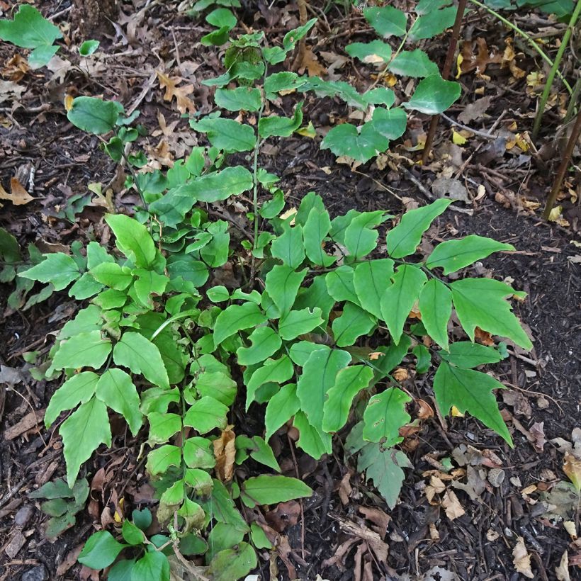 Cyrtomium fortunei - Evergreen fern (Plant habit)