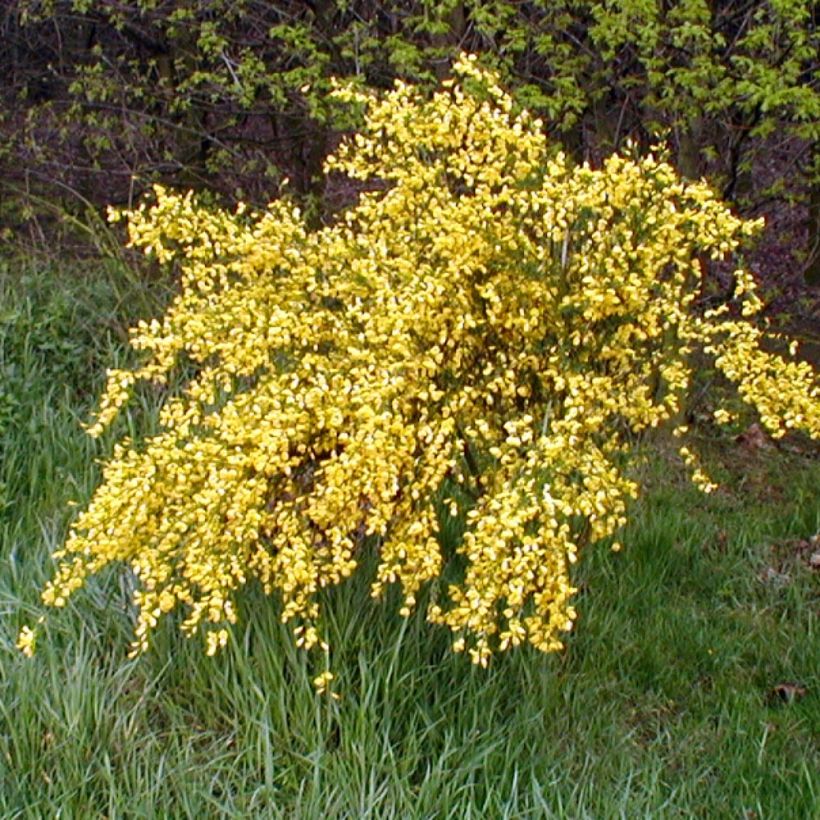 Cytisus scoparius Golden Sunlight (Plant habit)