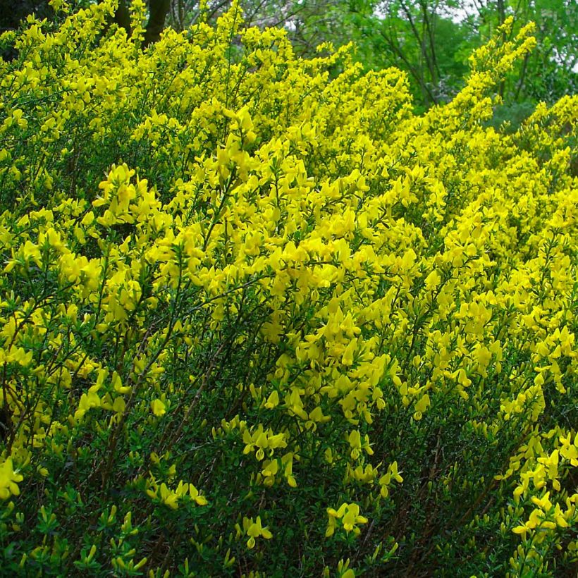 Cytisus decumbens (Flowering)