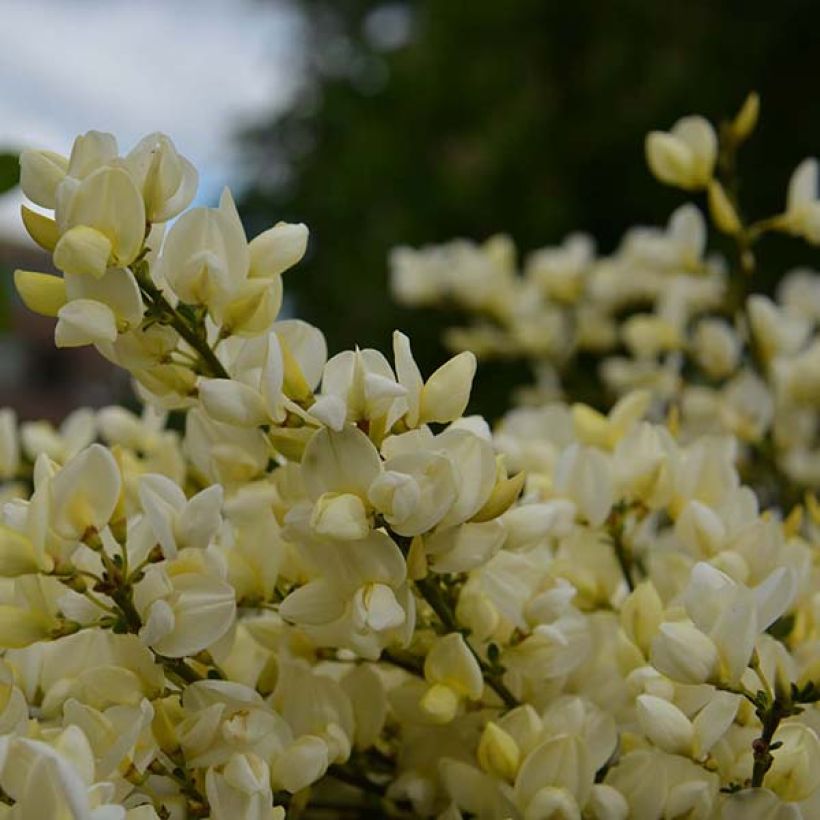Cytisus x kewensis (Flowering)