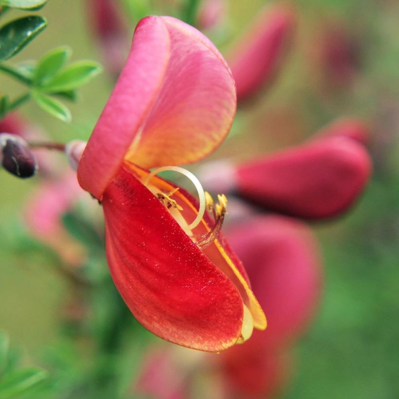 Cytisus scoparius Burkwoodii (Flowering)