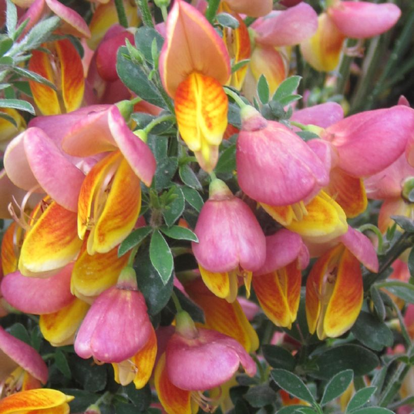Cytisus scoparius La Coquette (Flowering)