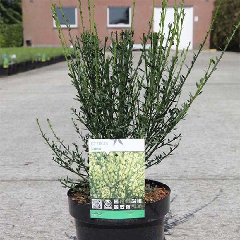 Cytisus scoparius Luna (Plant habit)