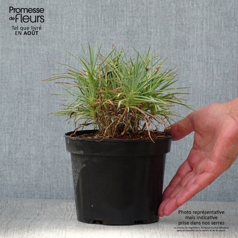 Dianthus plumarius Cranmere Pool - Oeillet mignardise Pot de 2L/3L sample as delivered in summer