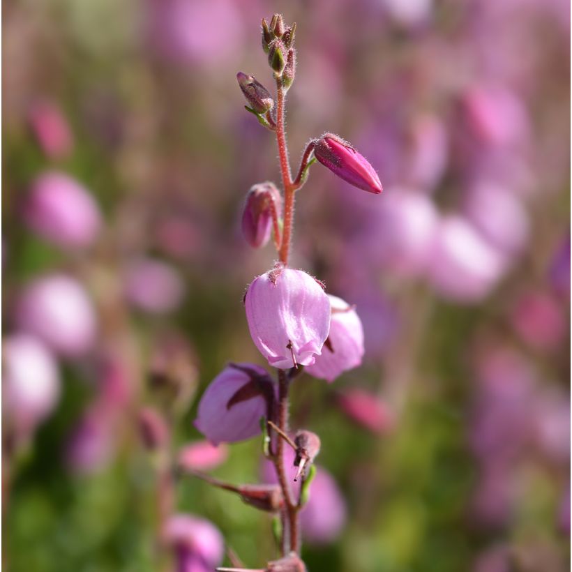 Daboecia cantabrica Globosa Pink - Irish Heath (Flowering)