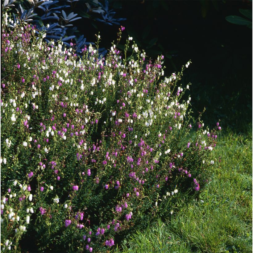 Daboecia cantabrica Globosa Pink - Irish Heath (Plant habit)