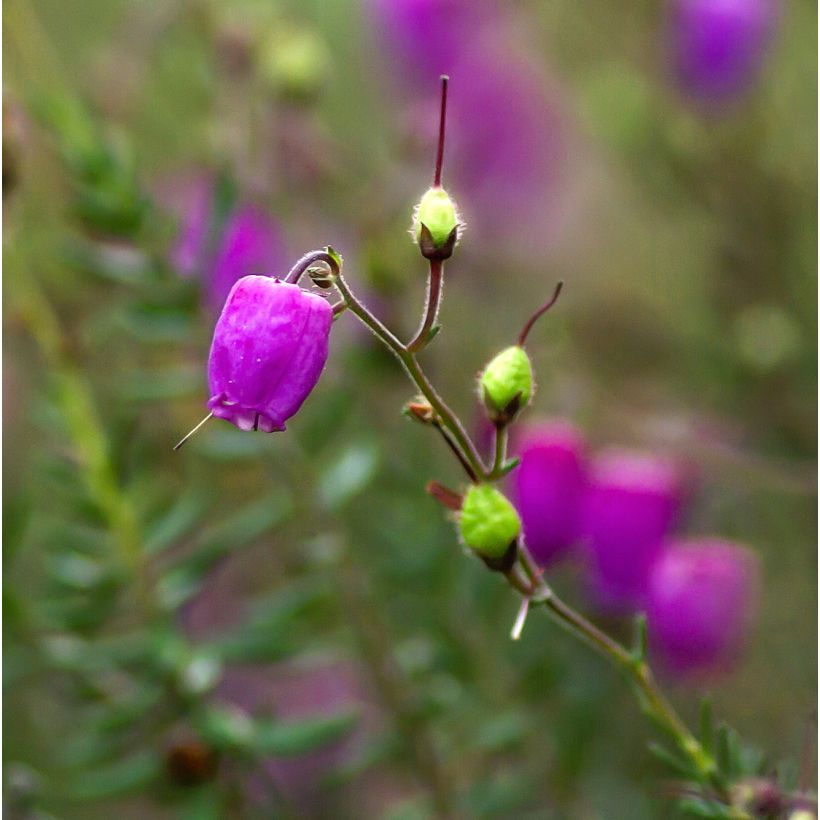 Daboecia cantabrica Purpurea (Flowering)