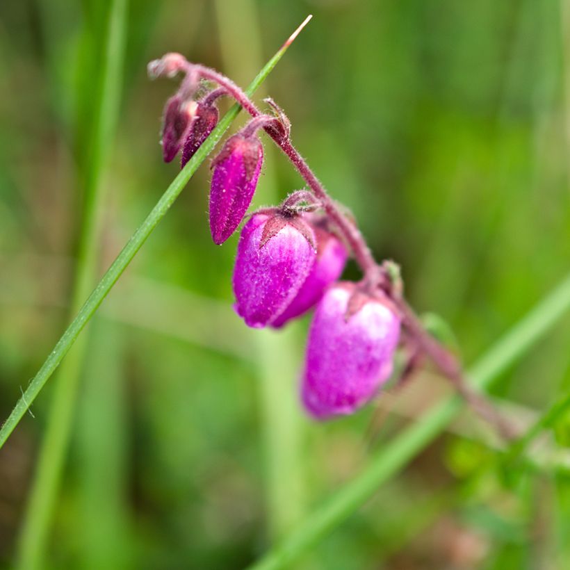 Daboecia cantabrica Vanessa - Irish Heath (Flowering)