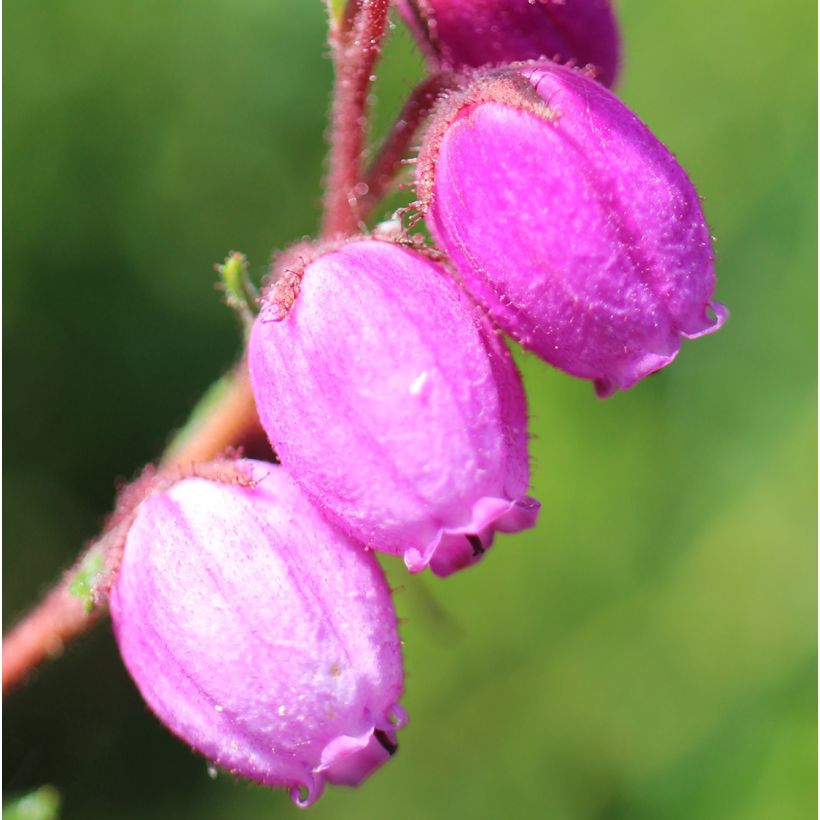 Daboecia scotica William Buchanan - Irish Heath (Flowering)