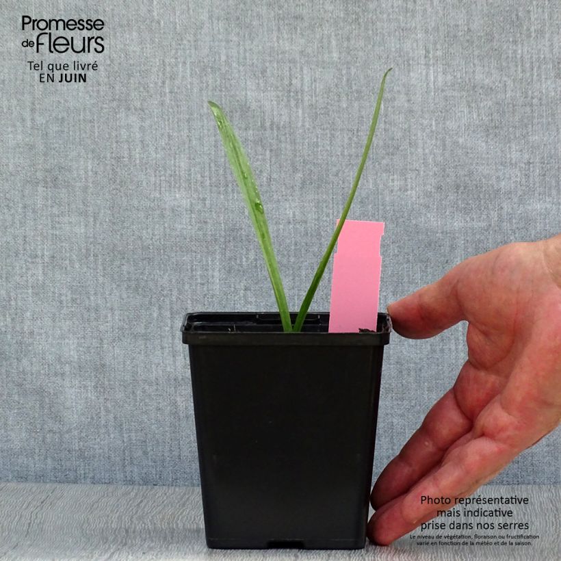 Dactylorhiza purpurella - Marsh Orchid 8/9 cm pot sample as delivered in summer