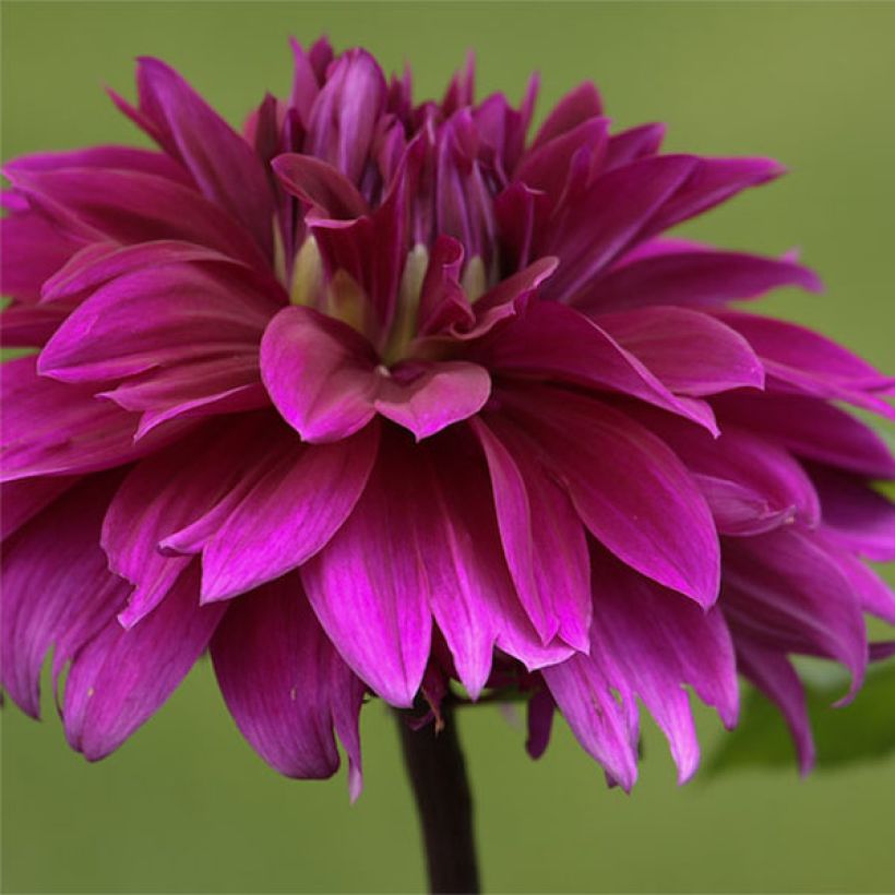 Dahlia Alvas Regalia (Flowering)