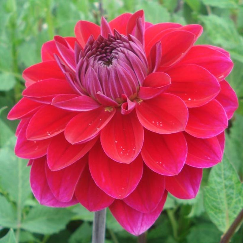 Dahlia Anne Cornelia (Flowering)