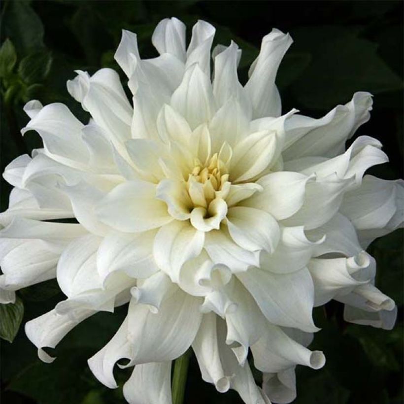 Dahlia Aspen (Flowering)