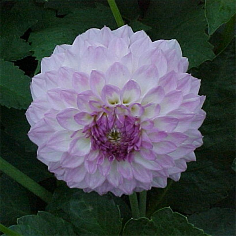 Dahlia Bistro (Flowering)