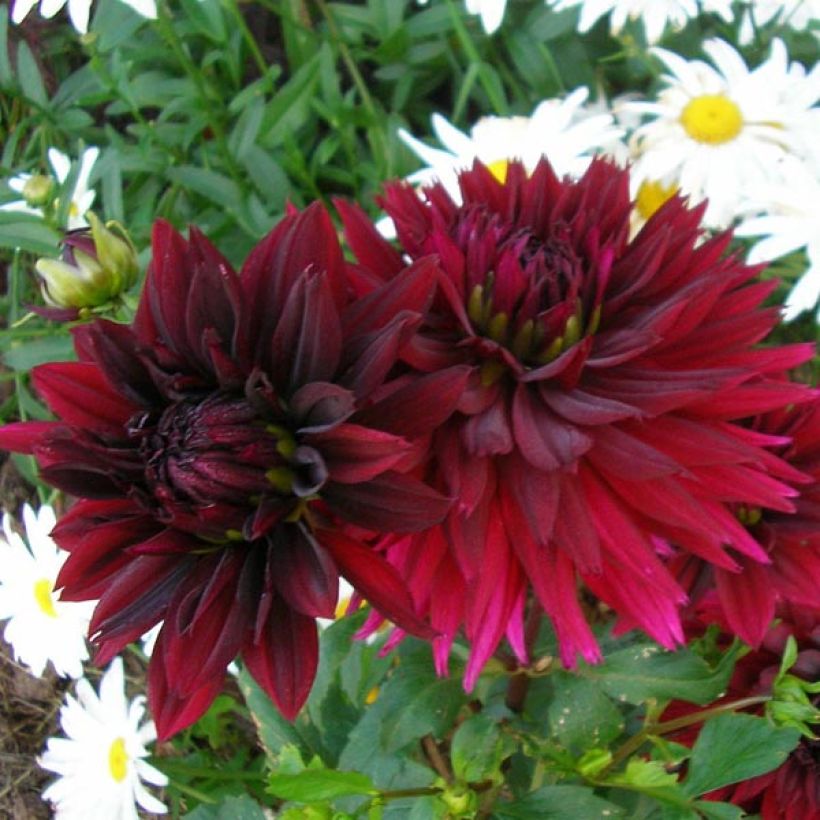 Dahlia Black Touch (Flowering)
