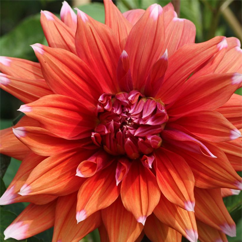 Dahlia Color Spectacle (Flowering)