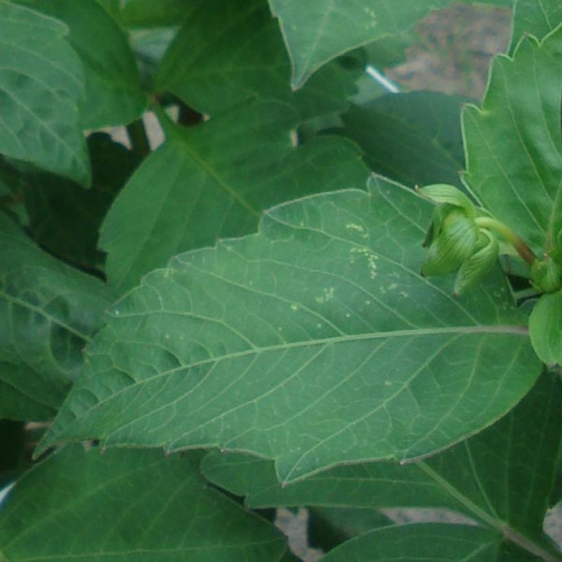 Dahlia Creme de Cassis (Foliage)