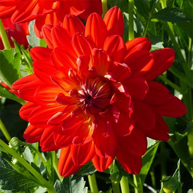 Dahlia Karma Irene (Flowering)
