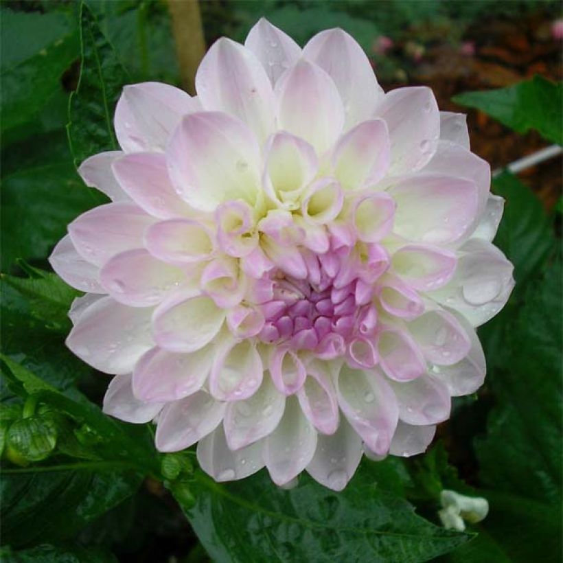 Dahlia Evelyne (Flowering)