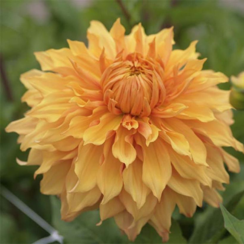 Dahlia Hamari Gold (Flowering)