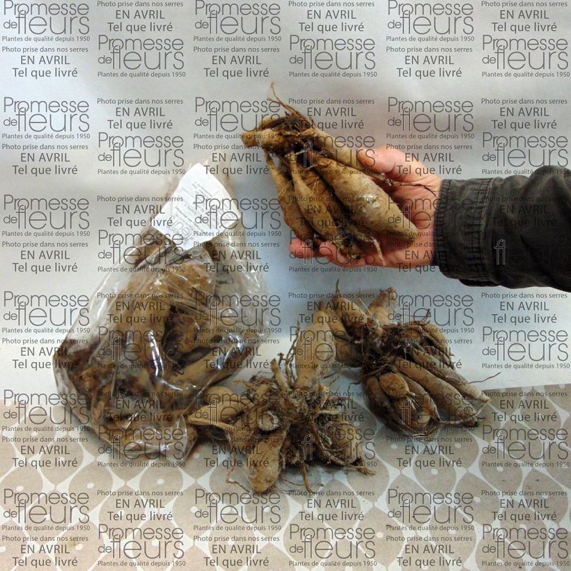 Example of Dahlia Wit Nordstar specimen as delivered