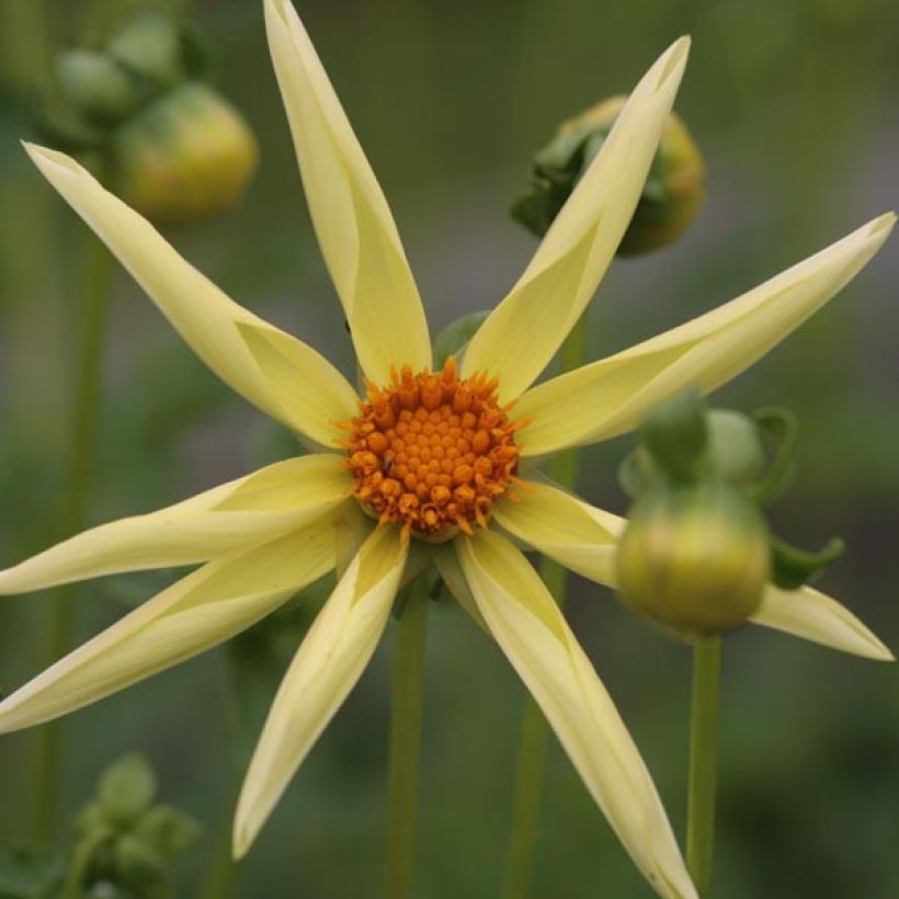 Dahlia Yellow (Flowering)