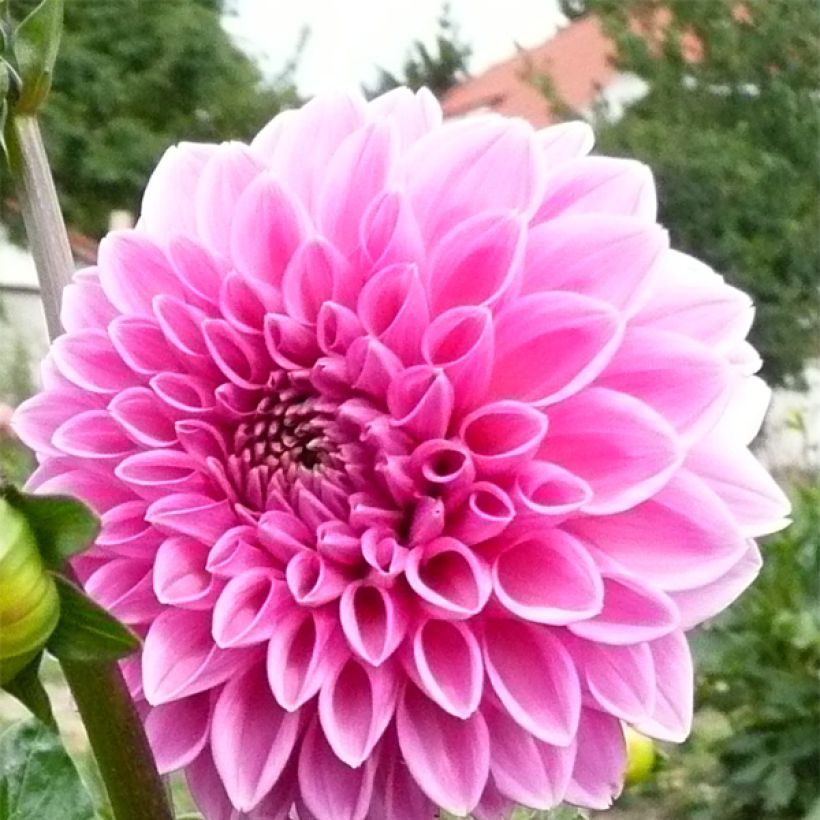 Dahlia Pink Sylvia (Flowering)