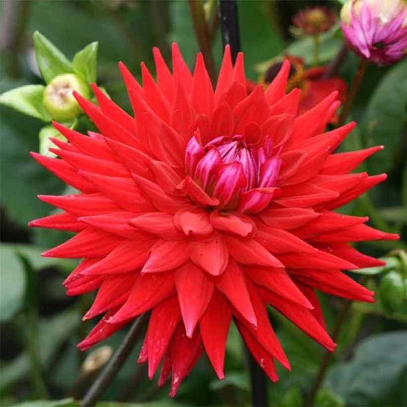 Dahlia Wittemans Best (Flowering)
