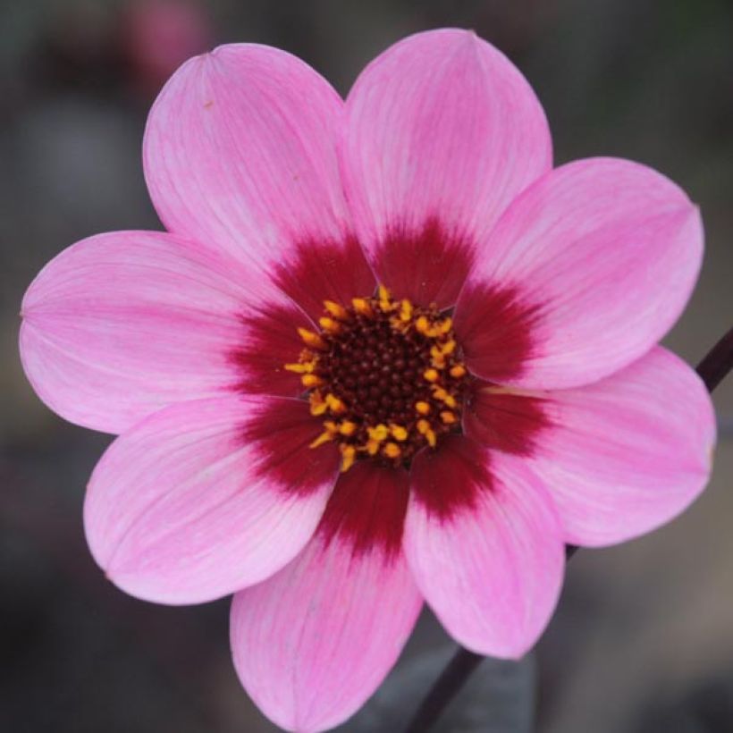 Dahlia Happy Single Wink (Flowering)