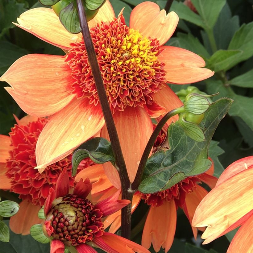 Dahlia Josie (Flowering)