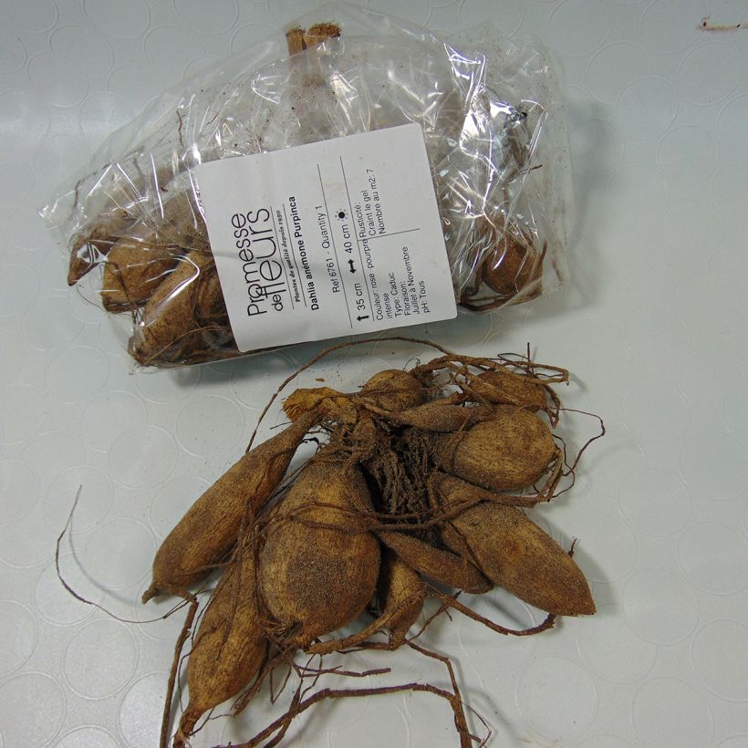 Example of Dahlia Purpinca specimen as delivered