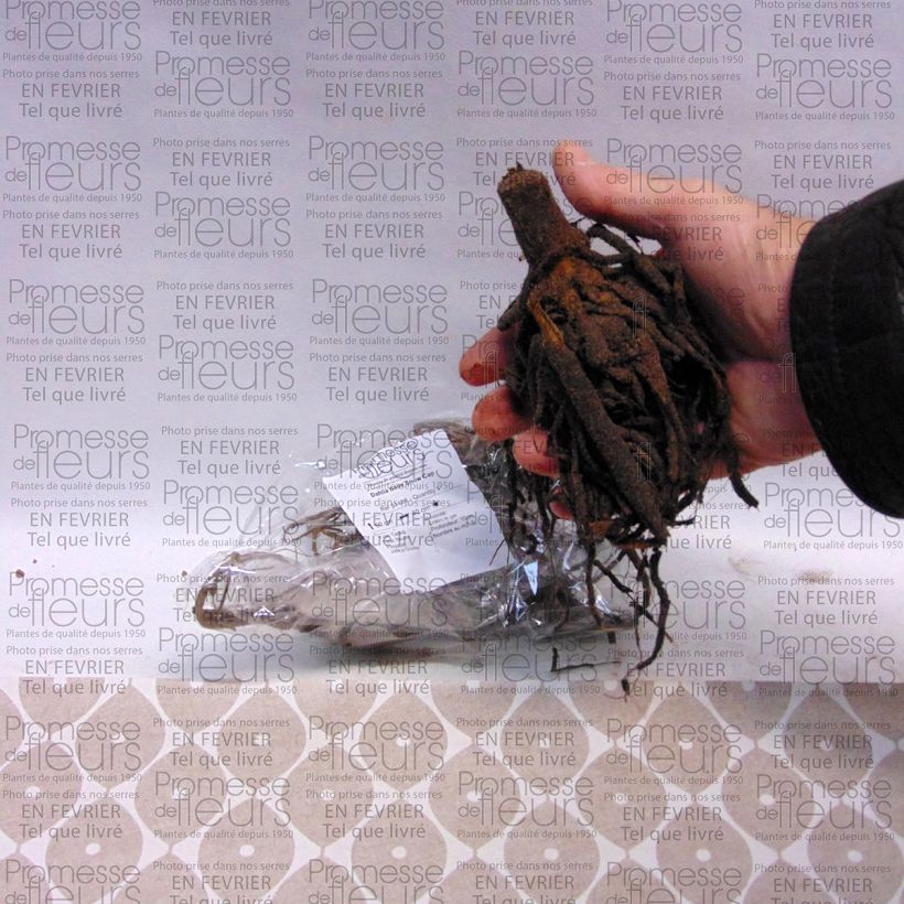 Example of Dahlia Snow Cap specimen as delivered