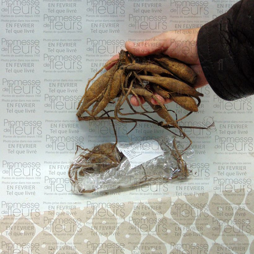 Example of Dahlia Encore Bulb size I specimen as delivered