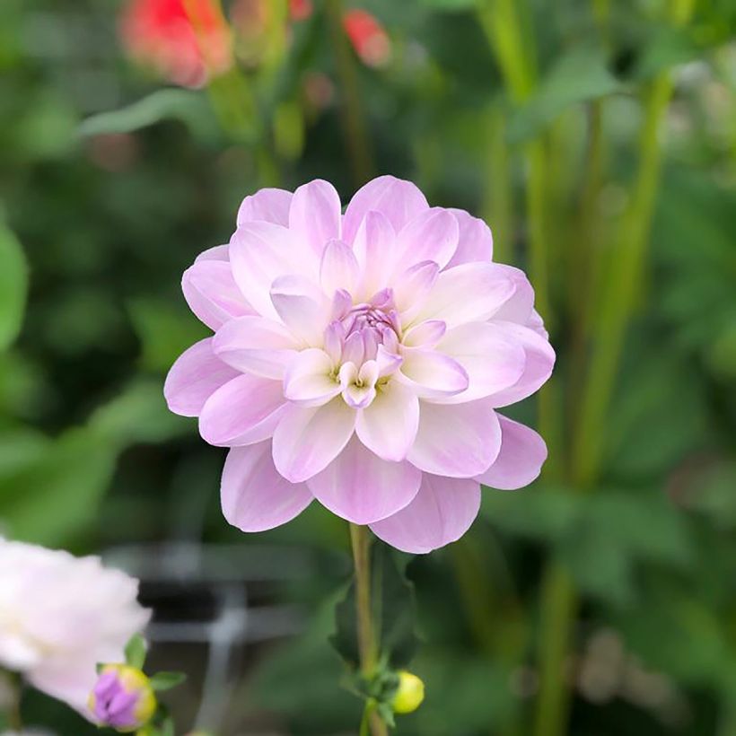 Dahlia Porcelain (Flowering)