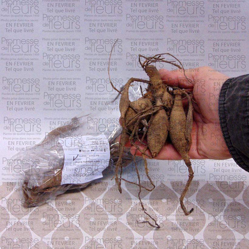 Example of Dahlia Esther specimen as delivered