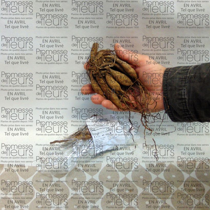 Example of Dahlia Impression Famoso specimen as delivered