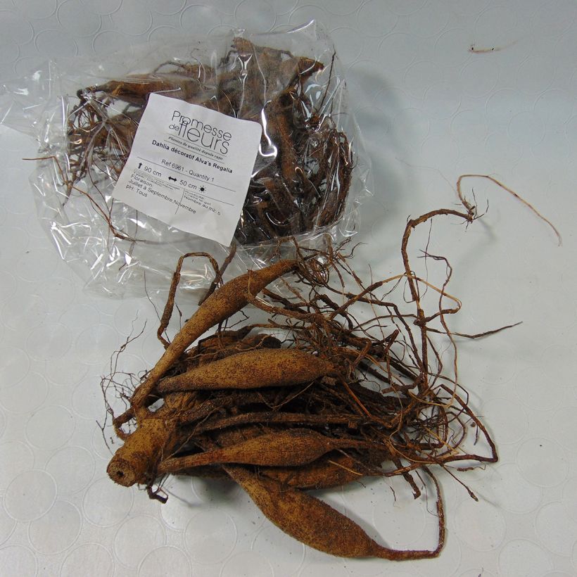Example of Dahlia Alvas Regalia specimen as delivered