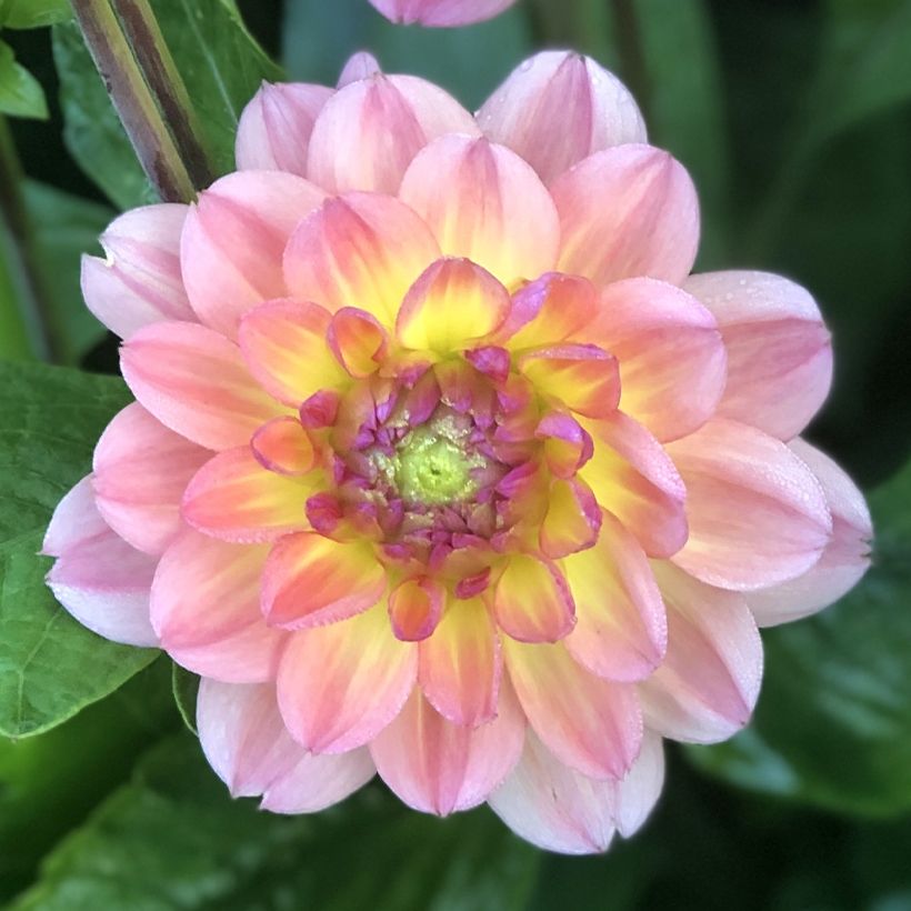 Dahlia Erna Panzer (Flowering)
