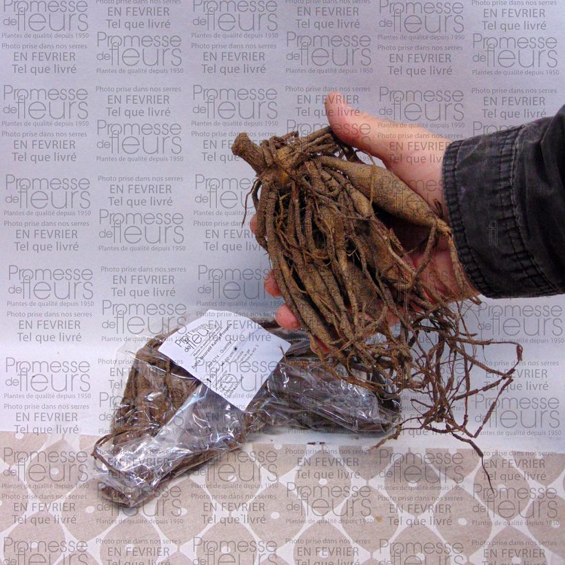Example of Dahlia Karma Prospero specimen as delivered
